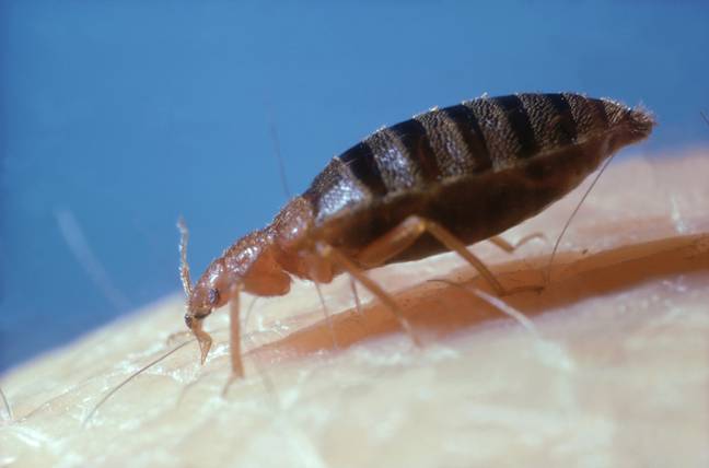Unfortunately, bed bugs are already in the UK. Credit: Oxford Scientific/Getty