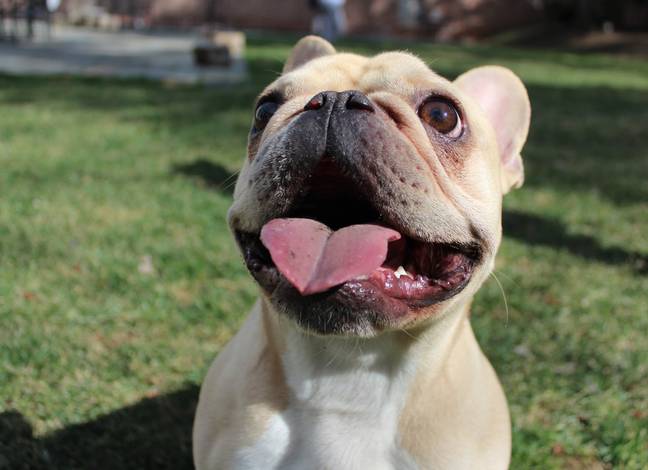 'Flat-faced' dogs could soon be banned from being bred. Credit: Unsplash