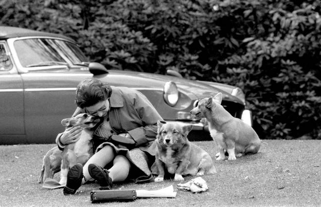 Queen Elizabeth II is said to have had over 30 corgis during her reign. Credit: PA Images/Alamy Stock Photo