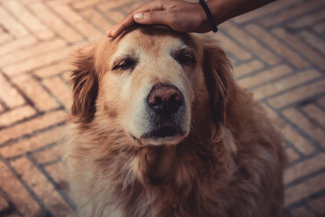 Your beloved family pet probably wasn’t sent off to live on a farm. Credit: Pexels/Jean Alves