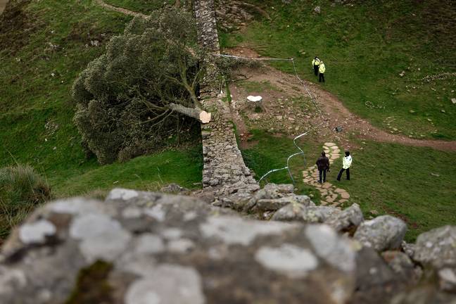 The felled Sycamore Gap tree, on Hadrian's Wall in Northumberland. Credit: Jeff J Mitchell/Getty Images 