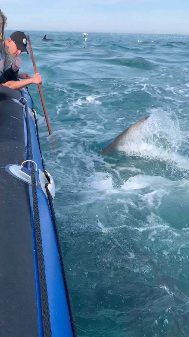 The shark managed to deflate part of the boat. Credit: Caters