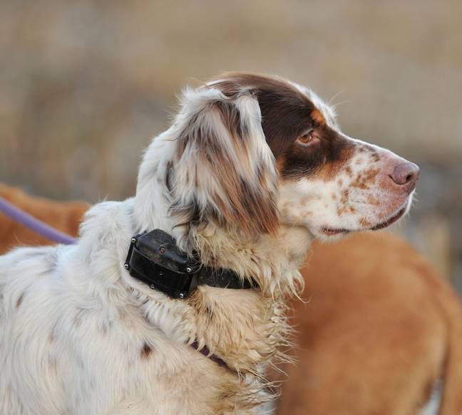 A dog wearing an electric shock collar. Credit: Farlap/Alamy Stock Photo