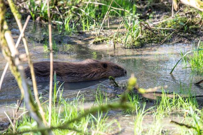 A male and female pair of beavers were released at a country park in Enfield, north London, three months ago. Credit: SWNS
