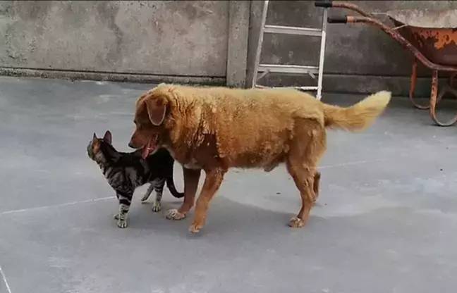 Bobi made it to the ripe old age of 31, a milestone no other dog had managed. Credit: Guinness World Records