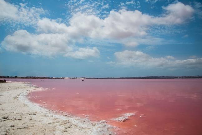 Pink Lake of Torrevieja. Credit: Olena Kornieieva / Alamy Stock Photo