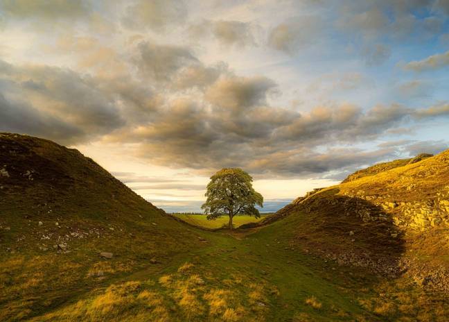 The iconic Sycamore Gap tree. Credit: Michael White/Northumberland National Park/Facebook
