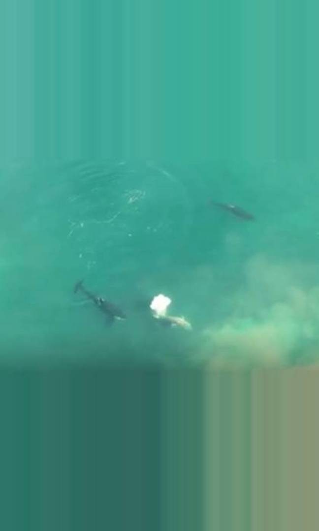 The shark is circled by three killer whales. Credit: Discovery+