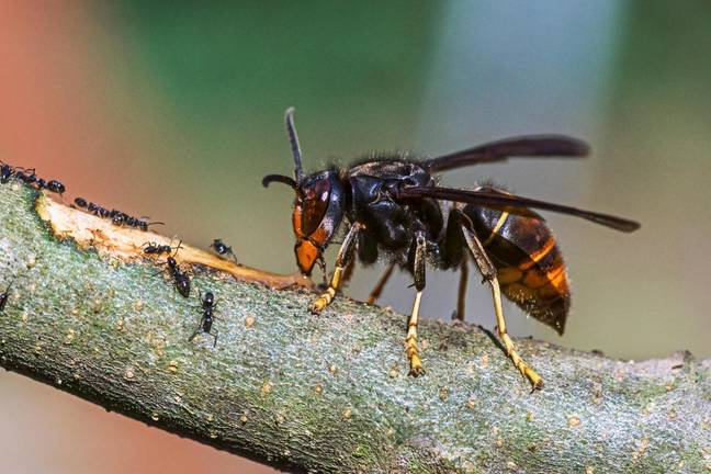 Asian hornets are believed to have come to Europe in a cargo ship. Credit: Brian Gadsby / Alamy Stock Photo