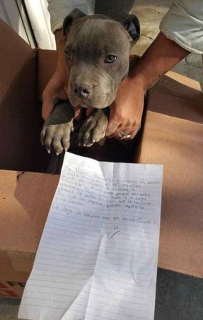 A 12-year-old lad in Mexico left his adorable little puppy outside a shelter in a cardboard box. Credit: Xollin