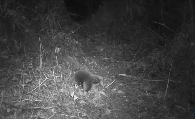 The mammal, named after Sir David, was spotted in the Cyclops Mountains. Credit: YouTube/University of Oxford