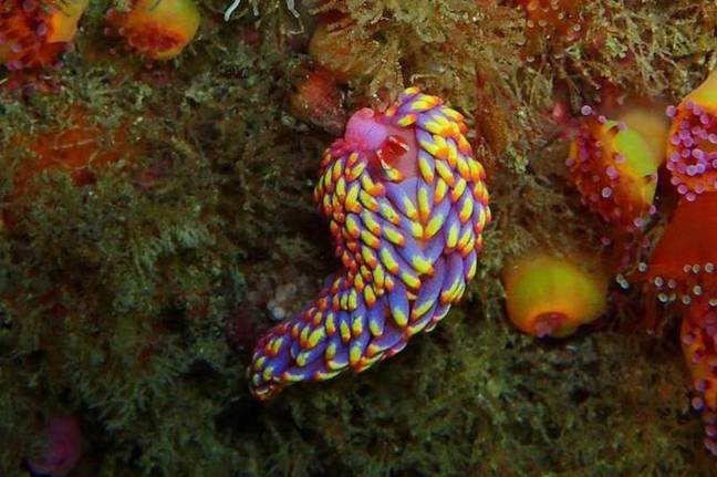 The sea slug was found in waters near the Isles of Scilly. Credit: Allen Murray/Cornwall Wildlife Trust 