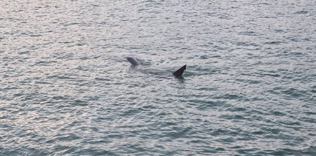 Olga and her family spotted a shark in the St Ives harbour. Credit: SWNS
