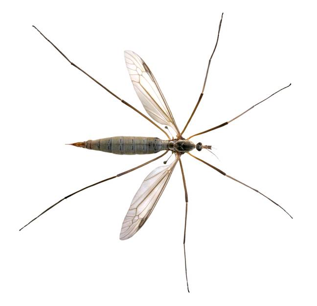 The crane fly is one of the bugs we refer to as a daddy long legs. Credit: Christian Musat / Alamy Stock Photo