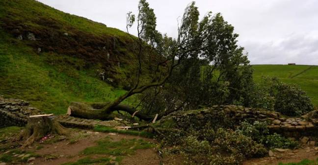 Now, the tree has been felled. Credit: Northumberland National Park Authority
