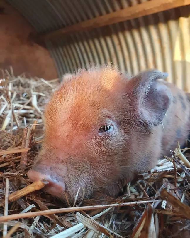 The adorable piglet sadly passed away. Credit: Credit: Instagram/@jeremyclarkson1