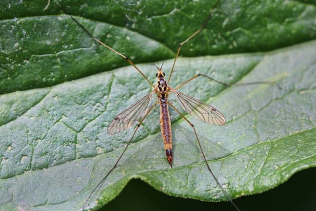 Spider expert explains the one thing you should always do when you see a  daddy long legs in your home