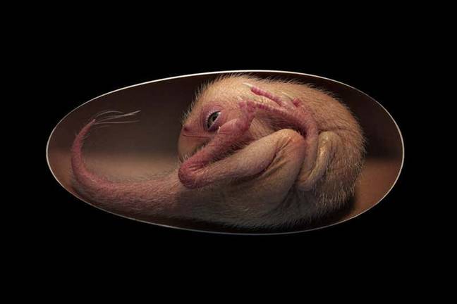 How the baba may have looked 70 million years ago. Credit: Lida Xing