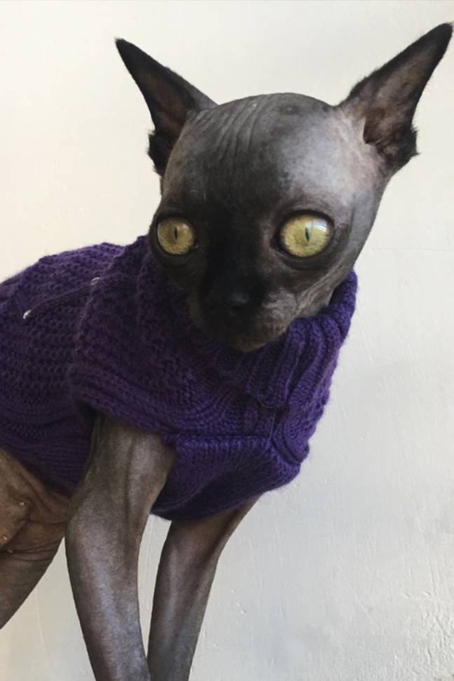 Lucy has a condition called hydrocephalus, which has left her with a build up of spinal fluid around her brain. Credit: Storytrender/@lucythebatcat