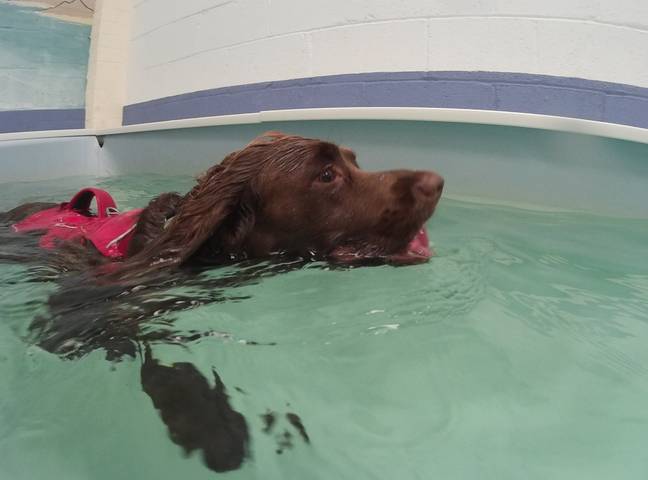 Bracken at a swimming lesson. Credit: SWNS