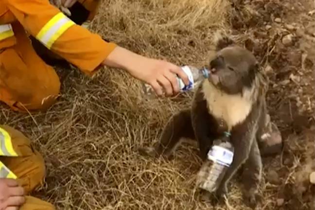 A koala being given water by a firefighter last month. Credit: PA