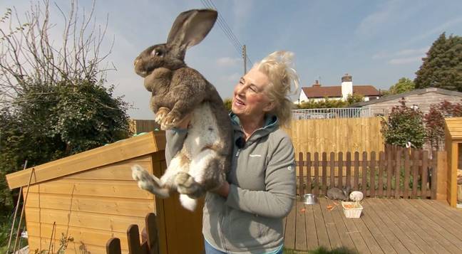 Real Posessed Rabbit Real Life Jessica Rabbit Annette Edwards