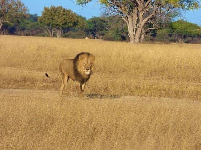 Credit: The Hide, Zimbabwe Safari Lodge﻿/Facebook