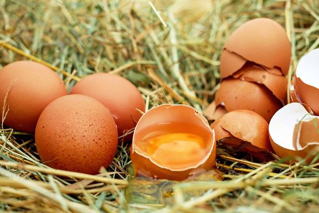 The free range egg farm was closing down, so needed to remove all the hens urgently. Credit: Pixabay