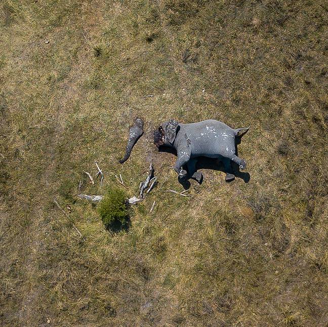 The startling photograph shows the devastation caused by poaching. Credit: Magnus News/Justin Sullivan