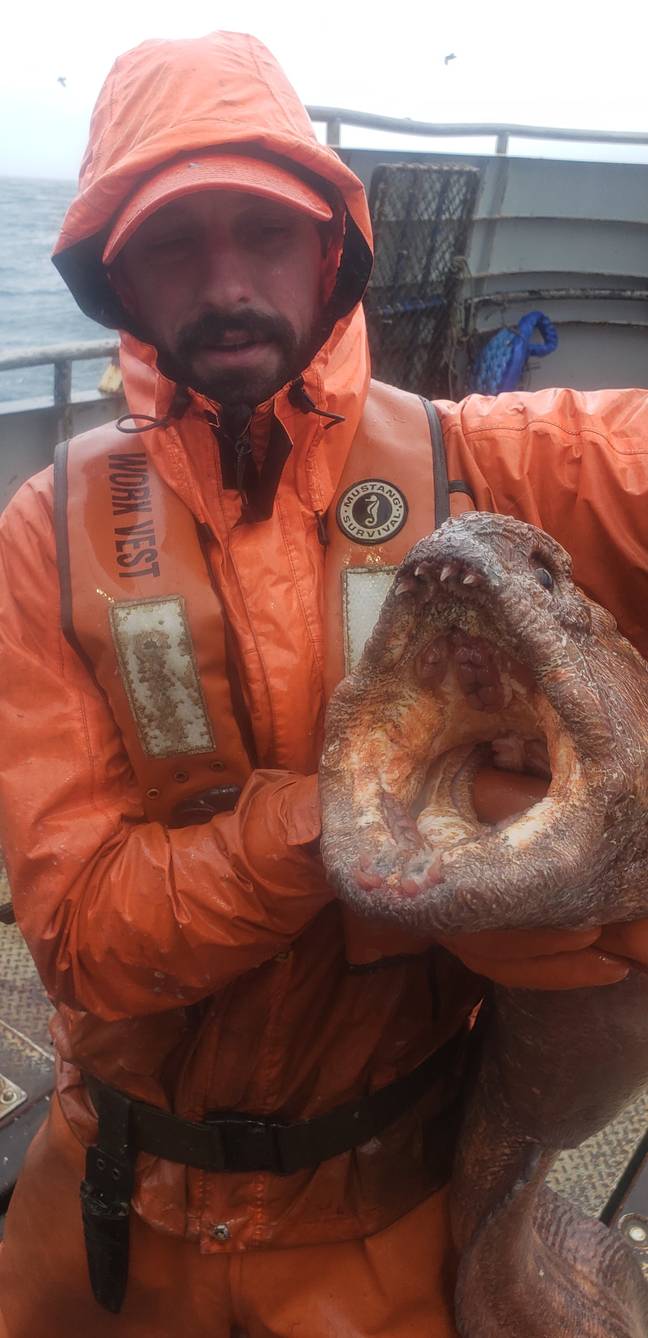 Sea Monsters, DUB