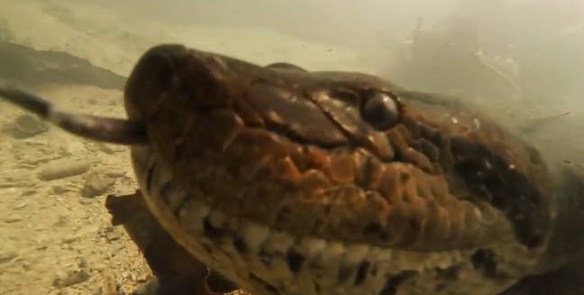 The diver got incredibly close up to the giant anaconda. Credit: Newsflare 
