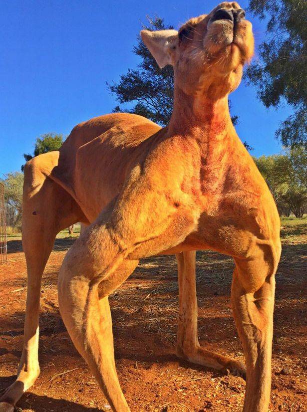 Roger went viral after photos of him were shared online. Credit: Facebook/Kangaroo Sanctuary Alice Springs