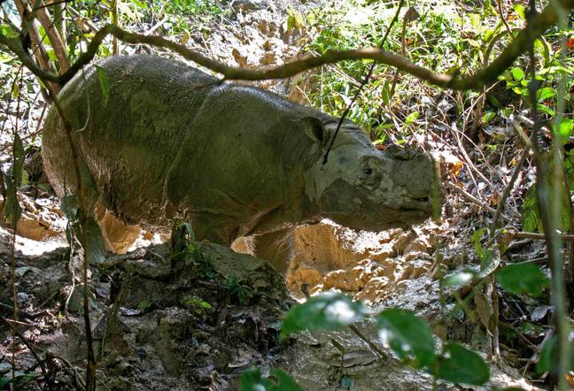 A Sumatran rhinoceros stands in the rhinocerous protection station Tabin in the jungle of Borneo near Lahad Datu, Malaysia, 29 October 2013. Credit: PA