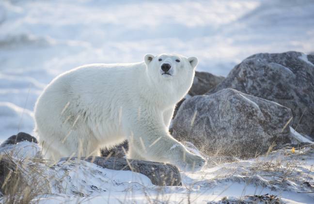 Trophy hunting needs to be banned if polar bears are to avoid extinction, a conservationist has warned. Credit: PA