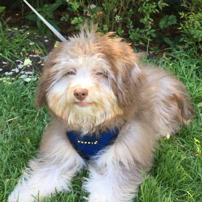 Nori is an Aussiepoo mix with an unusual face. Credit: Caters