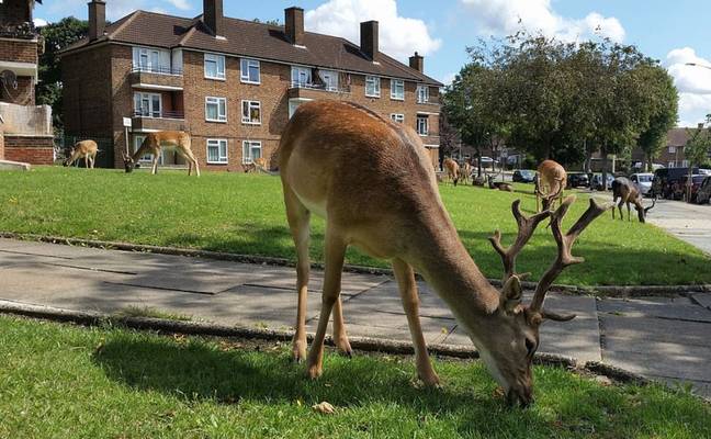 The deer were spotted sprawled across a lawn on a London estate. Credit: Kennedy News