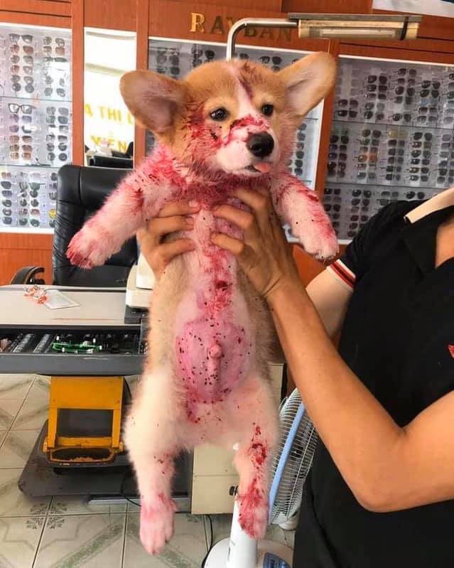 Thank the lord all was not as grim as it first seemed. Credit: Facebook/Candy The Corgi