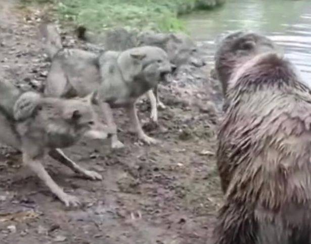 Group Of Bears Tear Wolf To Shreds At Dutch Zoo - LADbible