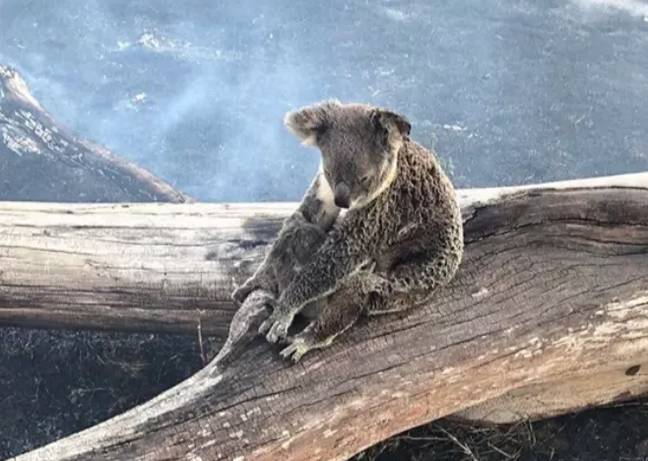 Koala during bushfire last month. Credit: Wildcare Austrlia Inc.