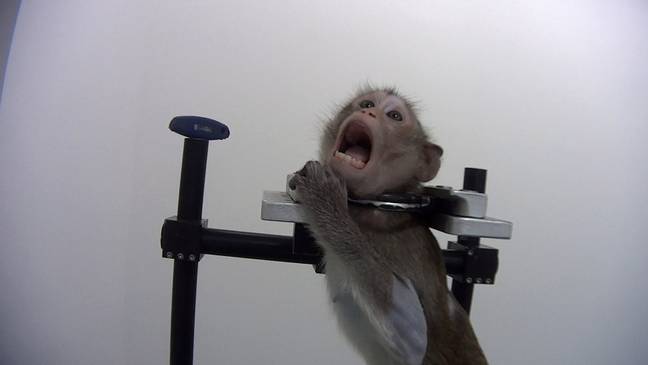 Undercover Footage Allegedly Shows Monkeys Screaming In German Lab. Credit: CEN/Cruelty Free International