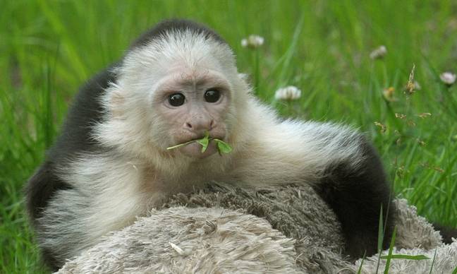 A white-faced capuchin at a zoo in Germany. Credit: PA