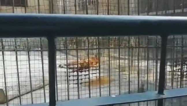 The animal was found dead on arrival to the zoo. Credit: Asia Wire