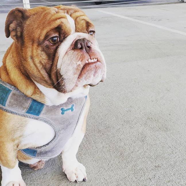Big Poppa has been forced to social distance too and he's not happy about it. Credit: Instagram/@popthebulldog