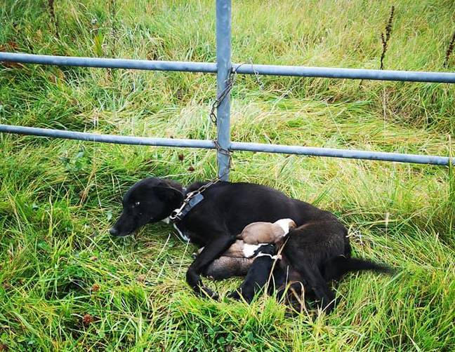 A dog has been discovered abandoned and chained to a gate with her six newborn puppies in Ireland. Credit: ISPCA