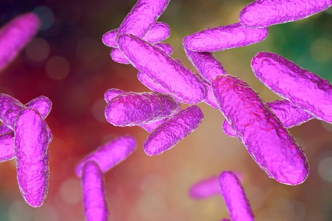 Donovanosis bacteria. Credit: Alamy
