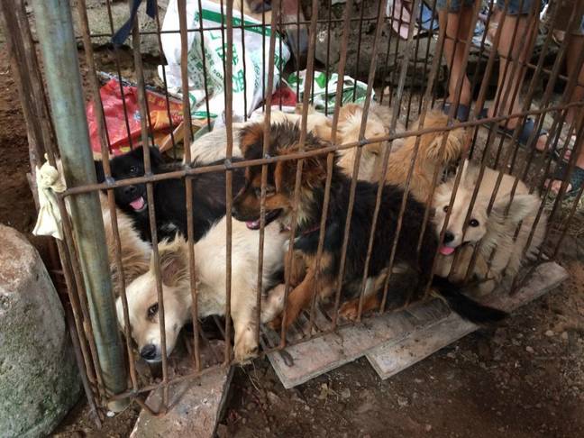 Dogs being kept at the Yulin dog meat festival. Credit: Humane Society International