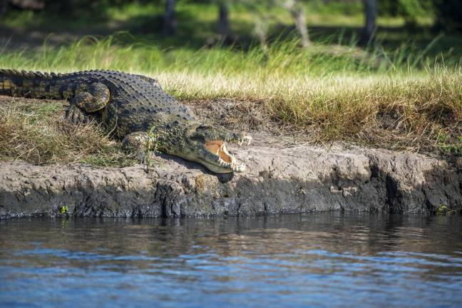 This isn't Gustave. Pics of the actual croc are pretty scarce. Credit: PA