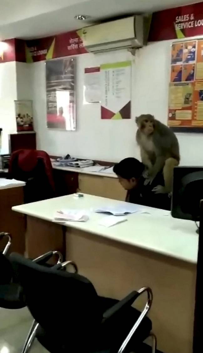 The monkey proceeded to hump the poor guy's head. Credit: SWNS