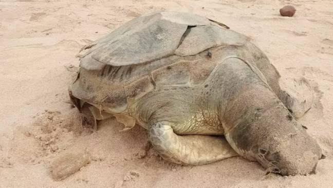 The sea turtle's stomach was full of plastic bags. Credit: Newsflare