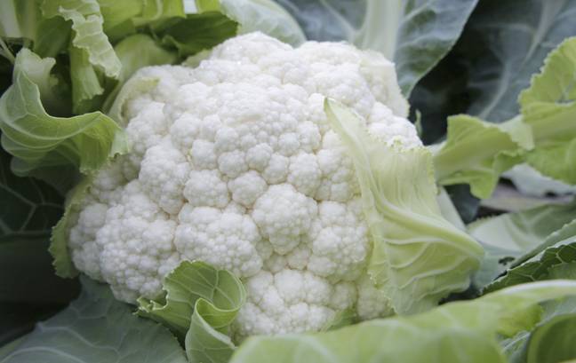This is what cauliflowers look like before they're sliced into steaks, FYI. Credit: PA